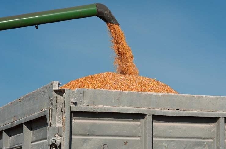 maize harvesting from field